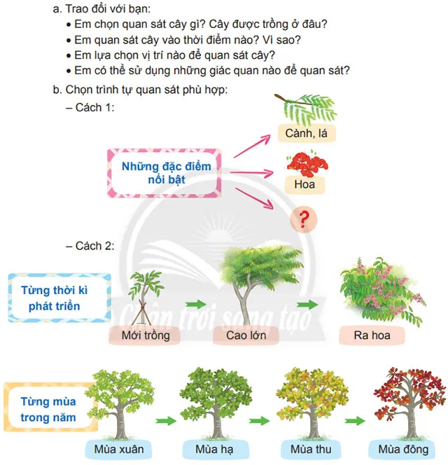 Viết: Quan sát, tìm ý cho bài văn miêu tả cây cối – Tiếng Việt 4 Chân trời sáng tạo