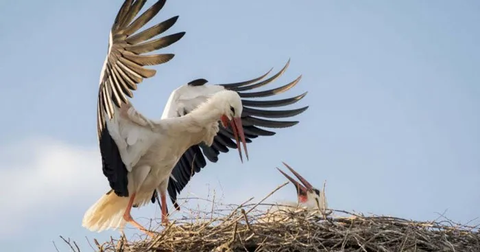 Ý nghĩa nhan đề bài thơ Con cò (5 mẫu)