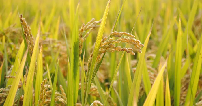 Bài thơ Hạt gạo làng ta