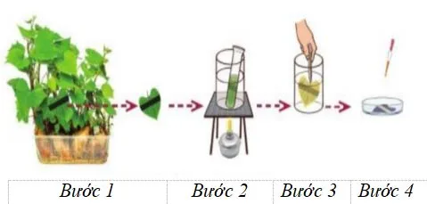 Bộ đề ôn thi giữa kì 2 môn Khoa học tự nhiên 7 sách Kết nối tri thức với cuộc sống