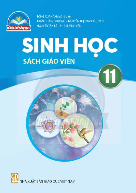 Bộ sách giáo khoa Lớp 11: Chân trời sáng tạo (Sách giáo viên)