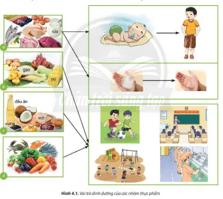 Công nghệ 6 Bài 4: Thực phẩm và dinh dưỡng