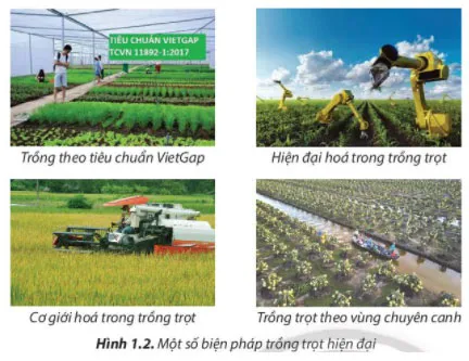 Công nghệ 7 Bài 1: Nghề trồng trọt ở Việt Nam