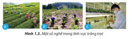 Công nghệ 7 Bài 1: Nghề trồng trọt ở Việt Nam