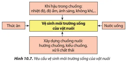 Công nghệ 7 Bài 10: Kĩ thuật nuôi dưỡng và chăm sóc vật nuôi