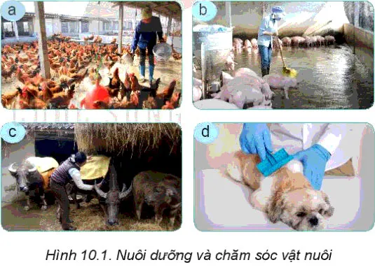 Công nghệ 7 Bài 10: Nuôi dưỡng và chăm sóc vật nuôi