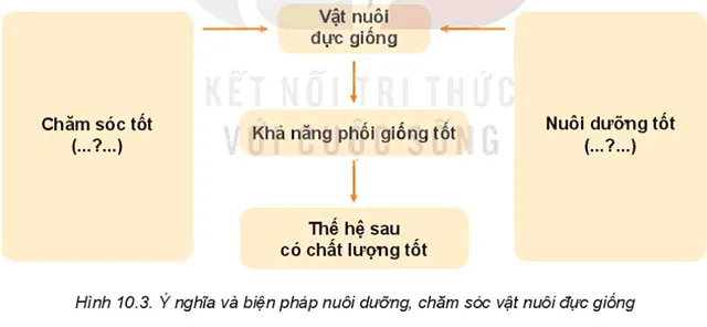 Công nghệ 7 Bài 10: Nuôi dưỡng và chăm sóc vật nuôi