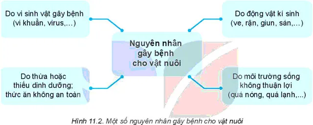 Công nghệ 7 Bài 11: Phòng và trị bệnh cho vật nuôi