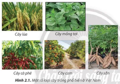 Công nghệ 7 Bài 2: Các phương thức trồng trọt ở Việt Nam