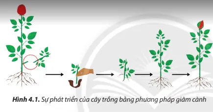 Công nghệ 7 Bài 4: Nhân giống cây trồng bằng phương pháp giâm cành