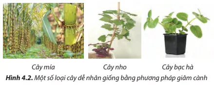 Công nghệ 7 Bài 4: Nhân giống cây trồng bằng phương pháp giâm cành