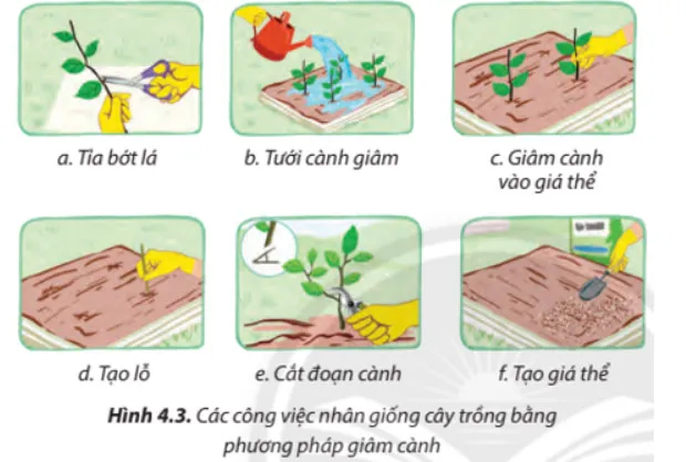 Công nghệ 7 Bài 4: Nhân giống cây trồng bằng phương pháp giâm cành