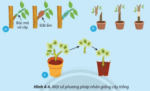 Công nghệ 7 Bài 4: Nhân giống cây trồng bằng phương pháp giâm cành