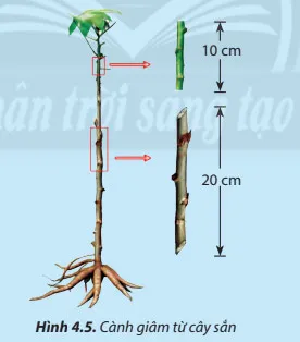 Công nghệ 7 Bài 4: Nhân giống cây trồng bằng phương pháp giâm cành