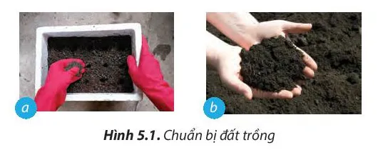 Công nghệ 7 Bài 5: Trồng và chăm sóc cây cải xanh