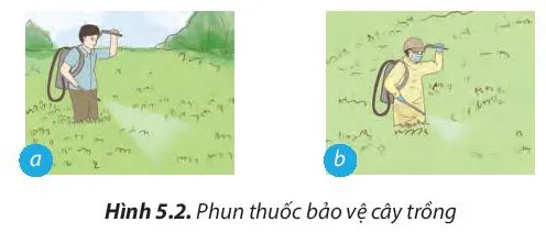 Công nghệ 7 Bài 5: Trồng và chăm sóc cây cải xanh