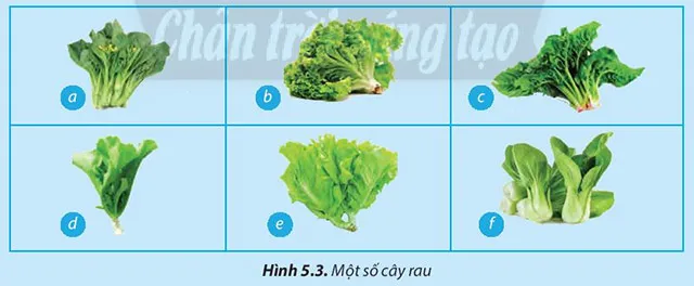 Công nghệ 7 Bài 5: Trồng và chăm sóc cây cải xanh