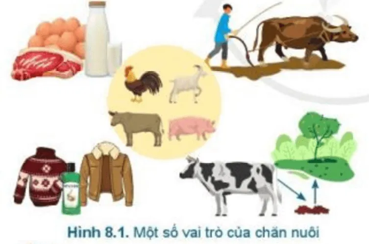 Công nghệ 7 Bài 8: Giới thiệu chung về chăn nuôi