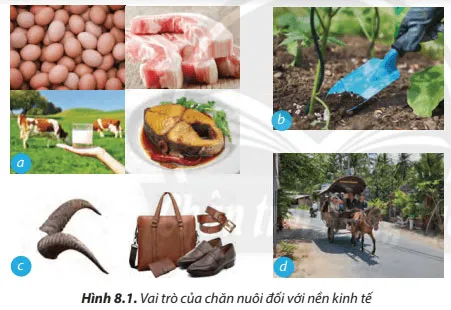 Công nghệ 7 Bài 8: Nghề chăn nuôi ở Việt Nam