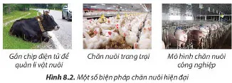 Công nghệ 7 Bài 8: Nghề chăn nuôi ở Việt Nam