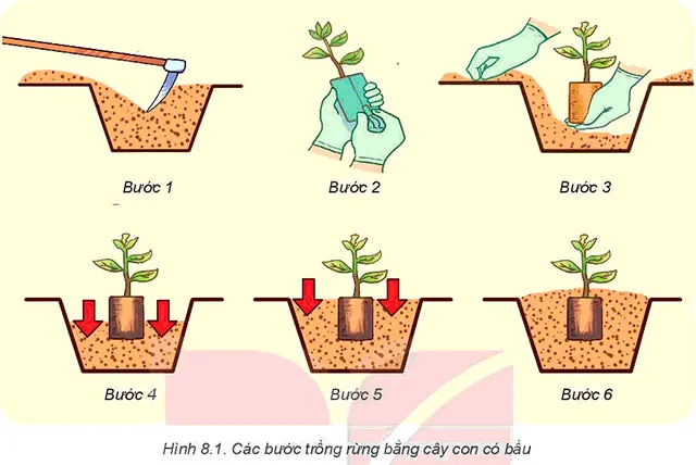 Công nghệ 7 Bài 8: Trồng, chăm sóc và bảo vệ rừng