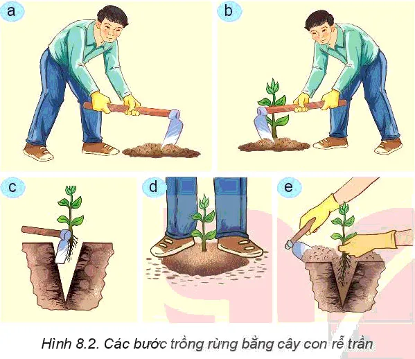 Công nghệ 7 Bài 8: Trồng, chăm sóc và bảo vệ rừng