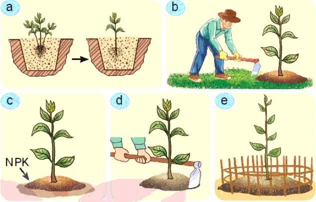 Công nghệ 7 Bài 8: Trồng, chăm sóc và bảo vệ rừng