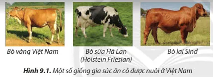 Công nghệ 7 Bài 9: Một số phương thức chăn nuôi ở Việt Nam