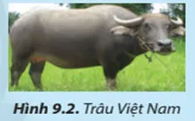 Công nghệ 7 Bài 9: Một số phương thức chăn nuôi ở Việt Nam