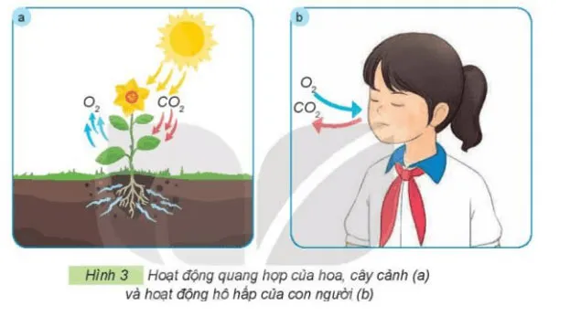 Công nghệ lớp 4 Bài 1: Lợi ích của hoa, cây cảnh đối với đời sống