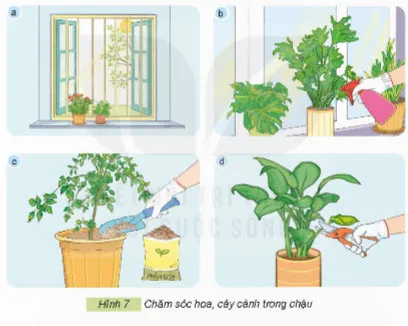 Công nghệ lớp 4 Bài 6: Chăm sóc hoa, cây cảnh trong chậu