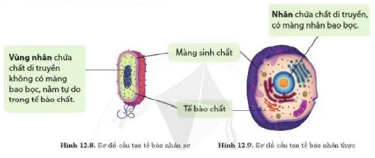 Đề cương ôn tập học kì 1 môn Khoa học tự nhiên 6 sách Cánh diều