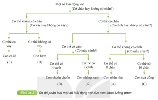 Đề cương ôn tập học kì 1 môn Khoa học tự nhiên 6 sách Kết nối tri thức với cuộc sống