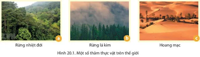 Địa lí 6 Bài 20: Sinh vật và sự phân bố các đới thiên nhiên. Rừng nhiệt đới