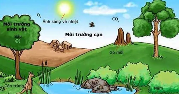 Địa lí 8 Bài 13: Đặc điểm của sinh vật và vấn đề bảo tồn đa dạng sinh học