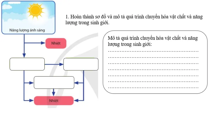 Giáo án Sinh học 11 sách Cánh diều