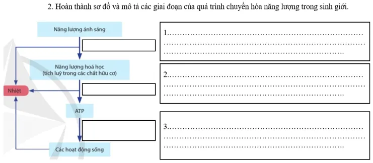 Giáo án Sinh học 11 sách Cánh diều