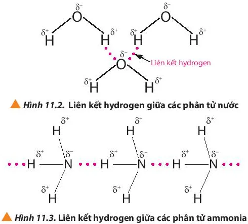 Hóa học 10 Bài 11: Liên kết hydrogen và tương tác Van der Waals