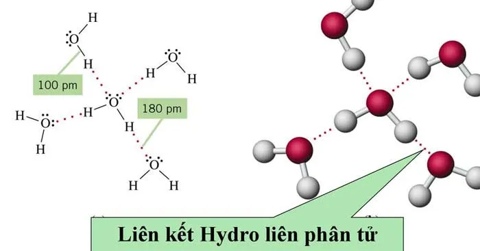 Hóa học 10 Bài 12: Liên kết hydrogen và tương tác Van Der Waals