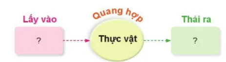 Khoa học lớp 4 Bài 13: Nhu cầu sống của thực vật và chăm sóc cây trồng