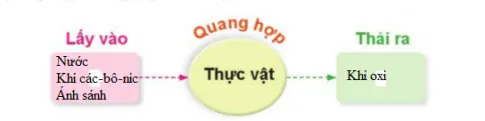 Khoa học lớp 4 Bài 13: Nhu cầu sống của thực vật và chăm sóc cây trồng