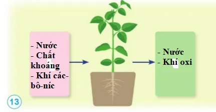 Khoa học lớp 4 Bài 13: Nhu cầu sống của thực vật và chăm sóc cây trồng