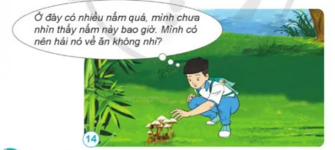 Khoa học lớp 4 Bài 15: Nấm và một số nấm được dùng làm thức ăn