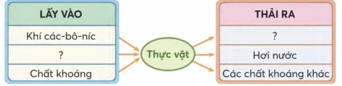 Khoa học lớp 4 Bài 15: Thực vật cần gì để sống và phát triển?