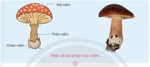 Khoa học lớp 4 Bài 19: Sự đa dạng của nấm