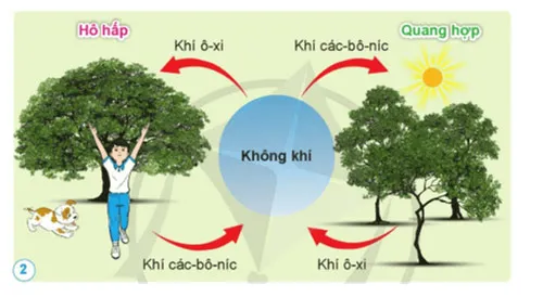 Khoa học lớp 4 Bài 6: Vai trò của không khí và bảo vệ môi trường không khí