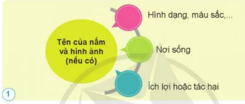 Khoa học lớp 4 Ôn tập chủ đề Nấm