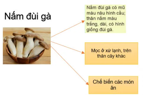 Khoa học lớp 4 Ôn tập chủ đề Nấm