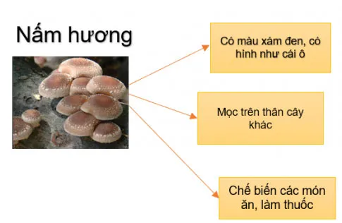 Khoa học lớp 4 Ôn tập chủ đề Nấm