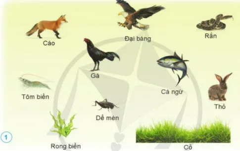 Khoa học lớp 4 Ôn tập chủ đề Sinh vật và môi trường